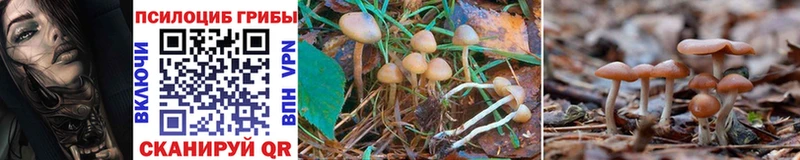kraken   продажа наркотиков  Кушва  Псилоцибиновые грибы Cubensis 